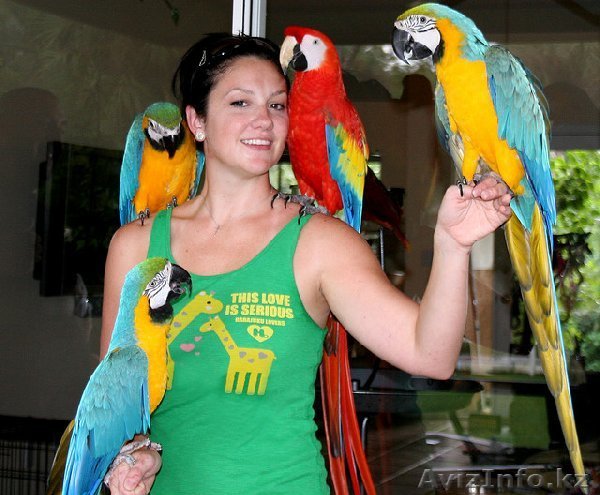 Попугай птицы и яйца на продажу - Изображение #1, Объявление #693447