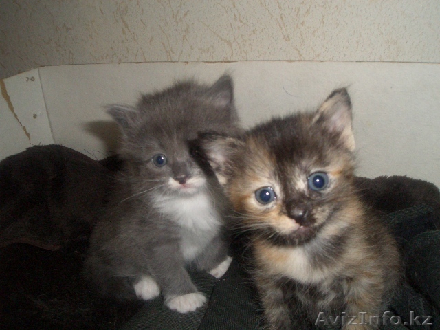 отдам срочно котят в хорошие руки!!! - Изображение #1, Объявление #707831