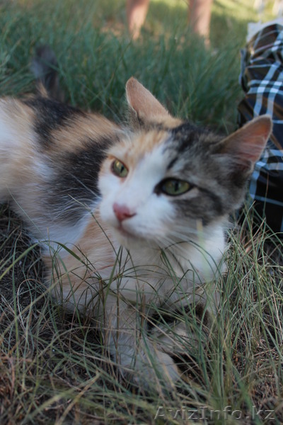 Предлагаю фото и видео услуги - Изображение #1, Объявление #723413