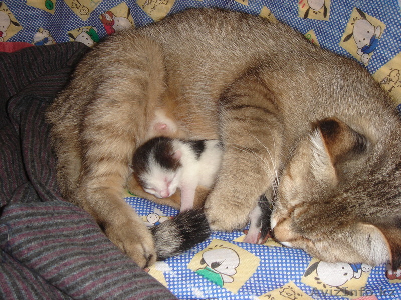 КОШКИН СЫН ищет хозяина - Изображение #1, Объявление #750761