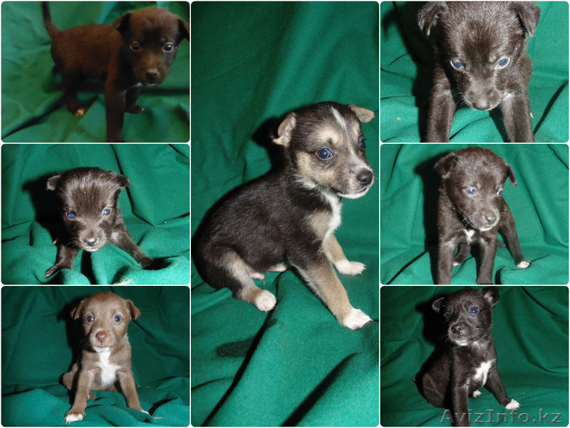 Отдам Очаровательных Шинков - Изображение #1, Объявление #1149517