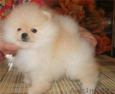 Померанский шпиц кобель окрас оранж - Изображение #1, Объявление #1192154