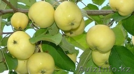 дача тимирязево - Изображение #1, Объявление #1419742