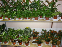 магазин "Мир цветов"  - Изображение #3, Объявление #498919