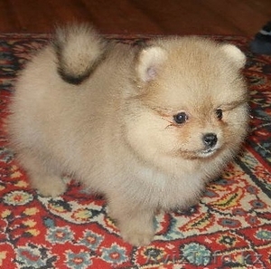 Очаровательные щенки шпица