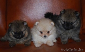 Предлагаем к продаже щенка померанского шпица
