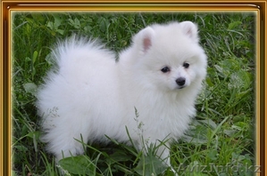 милые Поморское щенки