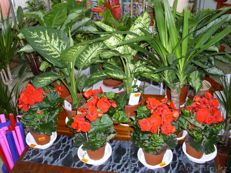 магазин "Мир цветов" - Изображение #1, Объявление #501114